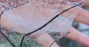 Lo spettacolo della natura. Ragnatele cristallizzate dal ghiaccio. Avranno freddo i ragnetti?🕸️🕷️🕸️🕷️🕸️🕷️ #lospettacolodellanatura #ilmiomondo #spiderman #labellezzasalverailmondo | Melina Di Fiore