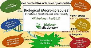 Biological Macromolecules: Structures, Functions, and Directionality | AP Biology 1.5