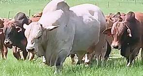 White bull of Boran breed