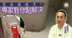 你要知：密封容器都無法防蟻？　專家推3寶輕鬆滅蟻