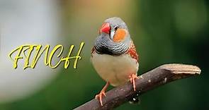 Finch Sounds | Bird Sounds