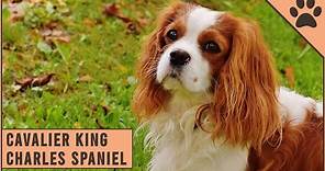 Cavalier King Charles Spaniel - Dog Breed Information
