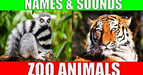 ZOO ANIMALS Names and Sounds to Learn for Kids, Preschoolers and Kindergarten