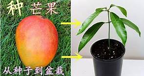 种芒果, 从种子到盆景 1个月速成 How to plant mango from seed