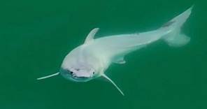 Filmato per la prima volta uno squalo bianco appena nato: ecco il video