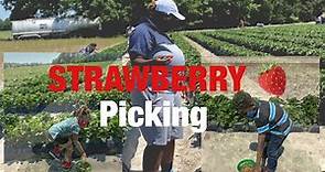 STRAWBERRY 🍓 PICKING At Gillis Hill Farm•