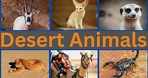 Desert Animals | Desert Animals Name