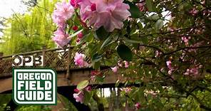 Crystal Springs Rhododendron Garden | Oregon Field Guide