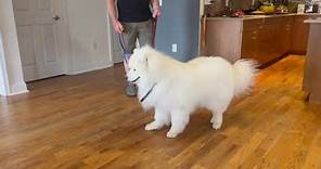 Two-year-old Samoyed is working the place command and is misbehaving. Place Command for Jeff Gellman