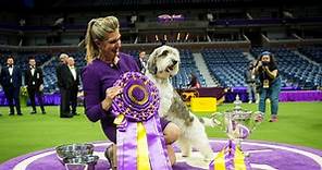 2023 Westminster Dog Show Highlights: Westminster Dog Show: Buddy Holly Wins Best in Show