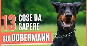 Dobermann cane | 13 Cose che devi sapere sui DOBERMANN | Origini, carattere e Addestramento
