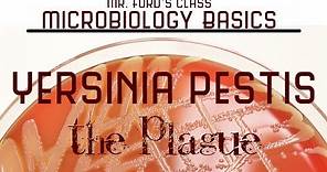 Yersinia pestis - The Plague : Microbiology Lectures