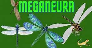 Meganeura: La libélula prehistórica Gigante
