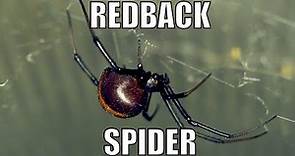 Redback Spider, Deadly Australian - Latrodectus hasselti. Biodiversity Shorts #17