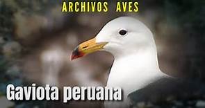 GAVIOTA PERUANA - Archivos Aves