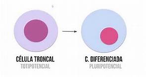 Células troncales y su diferenciación. //Autorrenovación y mecanismos de pluripotencialidad.