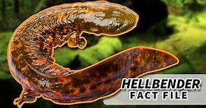 Hellbender Salamander Facts: BIGGEST salamander in the US | Animal Fact Files