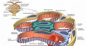 Renal Pathology 1:Structure of Kidney,Triple Filtration Barrier, Clinical Features of Kidney Disease