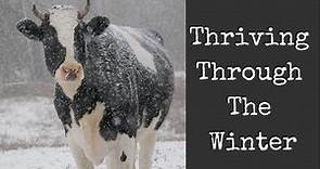 The SECRET on How To Keep Cows Through Winter on your Homested
