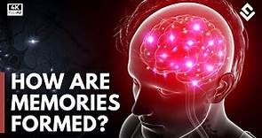 How Are Memories Created & Stored? Brain Anatomy Explained