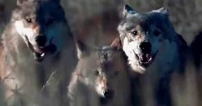 Blue Buffalo Wilderness Dog Food | Wolf Pack