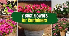 7 Best Flowers for Containers 🌺 in Full Sun 🌻
