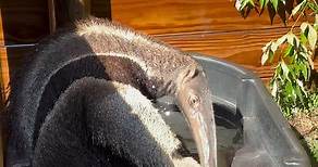 Bumi, the giant anteater, is delighted that it’s still warm enough for him to bathe and shower ☀️💦 | North Florida Wildlife Center