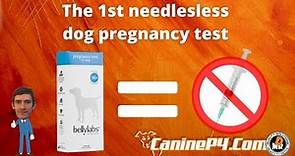 Pregnancy Test for Dogs..NO NEEDLE REQUIRED | Bellylabs® Pregnancy Test