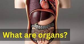What is an organ?|| What are organs in human body|| What are organs made of?