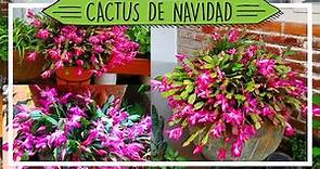 Cactus de Navidad | Cuidados y tips