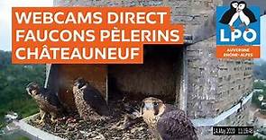 Webcam direct Faucons pèlerin de Châteauneuf
