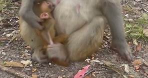 Nature of Monkey Zoo - How Monkey Lives as Groups