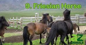 The 11 Best Horse Breeds for Riding