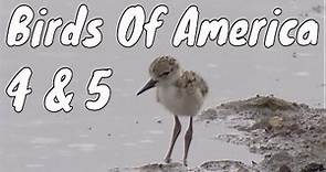 Birds Of America | Episodes 4 & 5