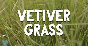 How to Grow ~ Vetiver Grass