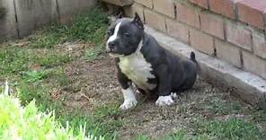 Blue Pitbull Puppies For Sale - Sold - Smokin Blue Pits