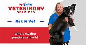 Dog Panting: Causes, Signs, and What to Do from a PetSmart Vet #DogPanting #PetSmartVet #PetCare