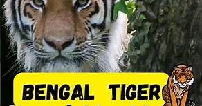 5 Epic Facts of Bengal Tigers, India's National Animal#BengalTigers#IndiaNationalAnimal#wildlife