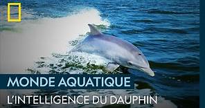 Le dauphin, un chasseur extrêmement intelligent