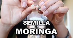 Probando por PRIMERA VEZ las SEMILLAS DE MORINGA / Beneficios de la Moringa.
