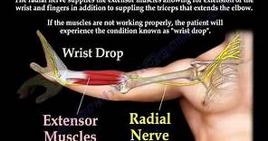 Radial Nerve Palsy, injury - WRIST DROP . Everything You Need To Know - Dr. Nabil Ebraheim