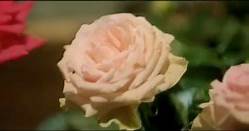 Roses à crédit - Vidéo Dailymotion