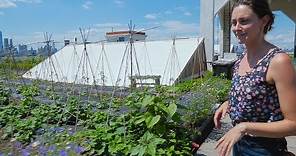 Urban Farming: Growing Food in NYC