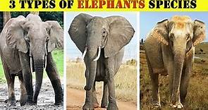 3 Different Types Of Elephants In The World