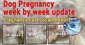 Dog pregnancy symptoms | dog pregnancy week by week update | dog pregnancy care | #DogPregnancy2021