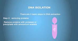 DNA ISOLATION - Simple Animated Tutorial