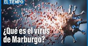 ¿Qué es el virus de Marburgo que, según OMS, podría provocar una pandemia? | El Tiempo