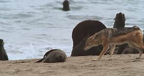 Un chacal sale en busca de una presa | National Geographic España