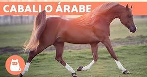 CABALLO ÁRABE - Origen, características y temperamento