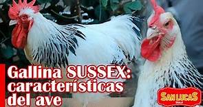 Conoce la gallina de raza Sussex | Granja San Lucas